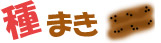 種まき